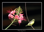 DSC_3051int