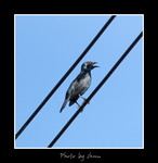 DSC_3133int