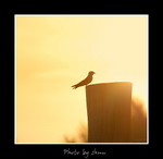 DSC_3367int