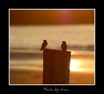 DSC_3572int