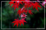 DSC_6679btint