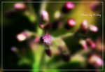 
photo by Kibby 4