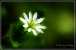 
photo by Kibby 1