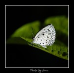 Acytolepis puspa �s�ǽ�