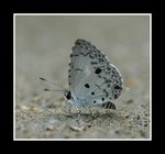 
Megisba malaya ���V�ǽ�
