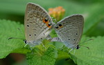 Euchrysops cnejus �Ħǽ�2