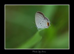 Everes lacturnus �����Ŧǽ�1
