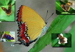 Heliophorus epicles �״��m�ǽ� 2