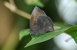 Mahathala ameria ���ǽ�
