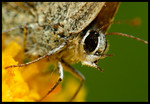 DSC_bi6402b