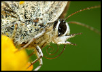 DSC_bi6416b