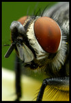 DSC_bi6451b