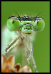 DSC_bi6466b