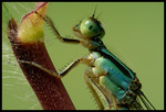 DSC_bi7001b