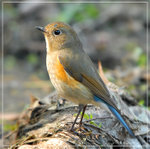 
��脇�ŧ��-�� (Red-flanked bluetail)