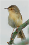 DSC_1429bintt