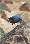 ���F鶫 (Biue Rock Thrush)