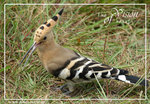 
���� Eurasian Hoopoe 1