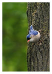
velvet fronted nuthatch (Sitta frontalis)