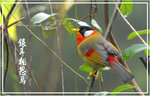 
�Ȧլ۫䳾 Silver-eared mesia