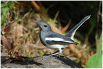 DSC_3262bintt
