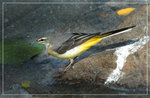 
�����o Grey wagtail