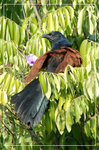
�ů;~�Y Greater Coucal