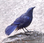 
���S鶫 Blue Whistling Thrush