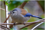DSC_6797bintt