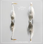 �j���O Great Egret