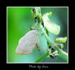 
Miletus chinensis ���ض��ǽ�