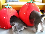 IMG_1687_resize