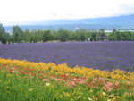 

"Photo taken by friend in Farm Tomita, Furano" Furano mean (�I�}��)
