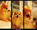 doggie1