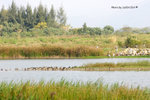 DSC_1803-copy