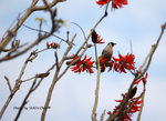 DSC_1835-copy