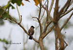 DSC_1838-copy