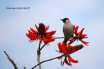 DSC_1848-copy