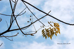 DSC_1863-copy