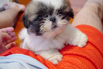 DSC09139a