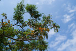 potoio21