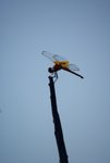 wlpa00025