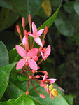 insect04