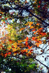 Untitled-13