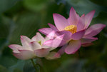 IMGP5027