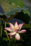 IMGP5036
