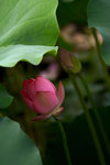 IMGP5043