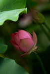 IMGP5046