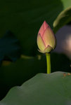 IMGP5052