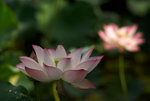 IMGP5070